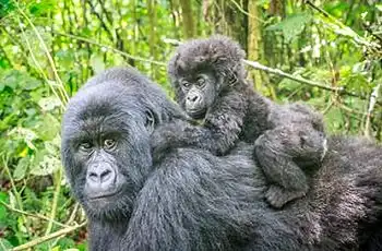 Mother gorilla with infant, Rwanda