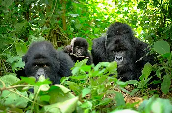 Gorillas, Volcanoes National Park