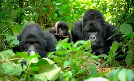Primate Trekking
