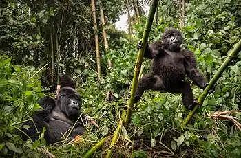 Young gorillas in the Volcanoes National Park, Rwanda