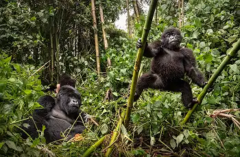 Mountain Gorillas, Volcanoes National Park, Rwanda