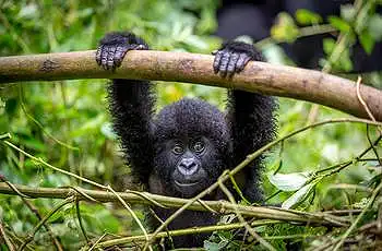 Young gorilla, Rwanda