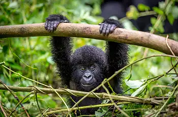 Young Mountain Gorilla, Rwanda