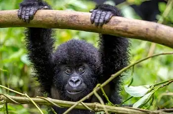 Juvenile gorilla, Volcanoes National Park, Rwanda