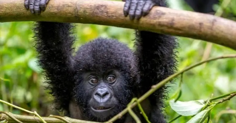 3 Day Gorilla Trekking Safari