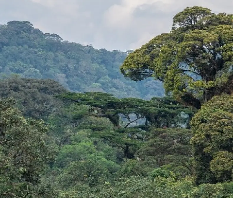 6 Day Rwanda ‘Big 6’ Safari