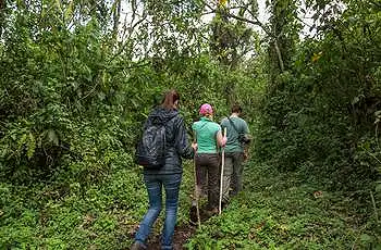 A reasonable level of walking fitness is required for gorilla trekking