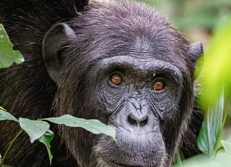 7 Day Gorilla & Chimpanzee Trekking Safari