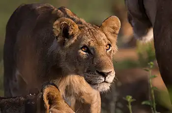 Lions, Akagera National Park - Ruzizi Tented Lodge - Credit Drew Bantlin & Akagera Management Company
