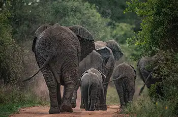 Breeding herd of elephants - Ruzizi Tented Lodge - Credit Drew Bantlin & Akagera Management Company