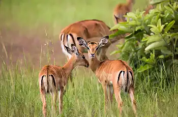 Impala, Akegera National Park - Ruzizi Tented Lodge - Credit Drew Bantlin & Akagera Management Company