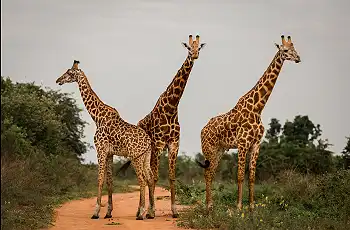 Giraffe at Akagera National Park  - Ruzizi Tented Lodge - Credit Drew Bantlin & Akagera Management Company