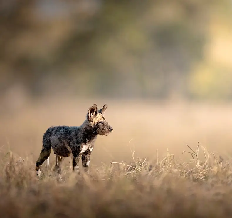 Best of Botswana