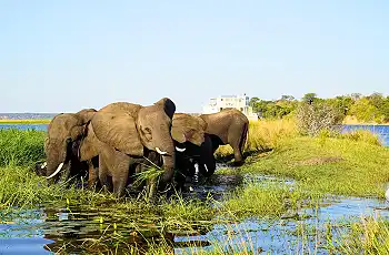 Boat based game viewing from Chobe Princess
