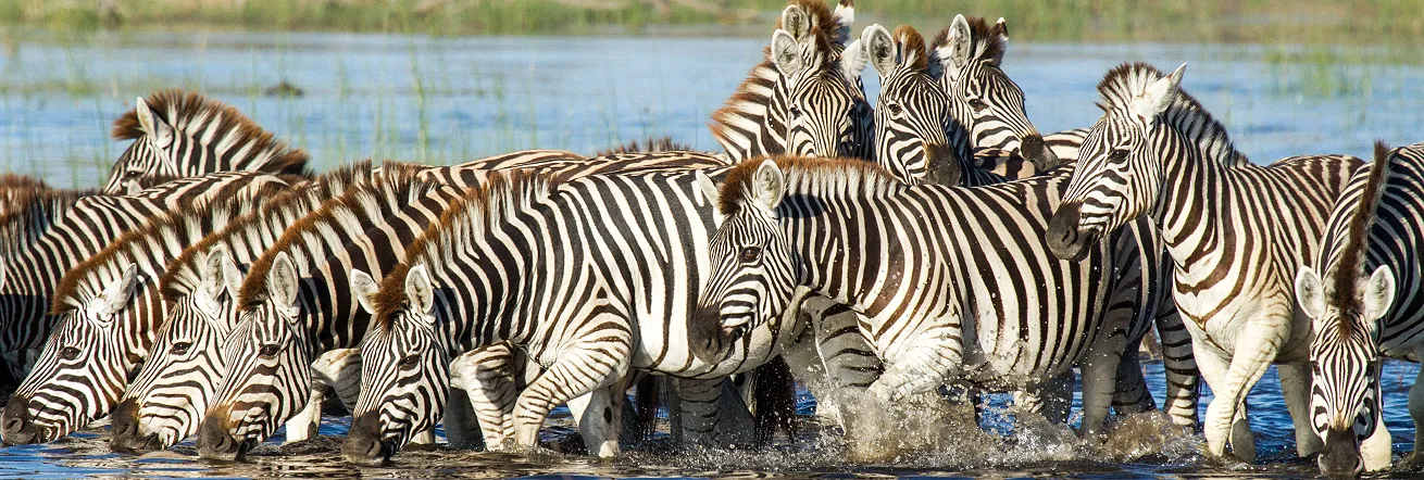 Zebras drinking on the Boteti River, near Makgadikgadi Pans, Botswana