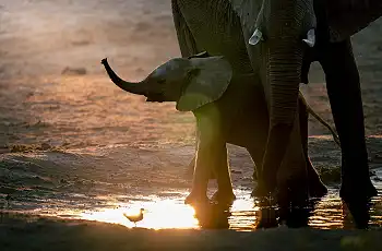 An elephant calf hiding under its mother near Savute Safari Lodge, Botswana