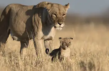 Lion prides are a frequent sighting around Savute Safari Lodge