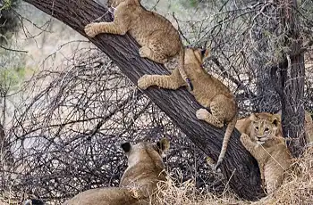 Lion cubs seen from Little Chen Chem