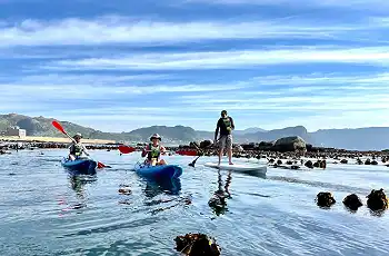 Kayak with the penguins at Boulder's Beach, Escape & Explore