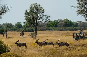 Game drives in the Bwabwata National Park