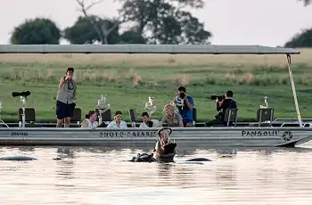 Hippos in the Chobe River