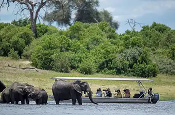 Elephants are in abundance along the Chobe River banks