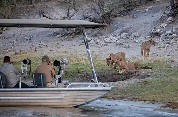 Lion sighting on a boat cruise from the Pangolin Voyager