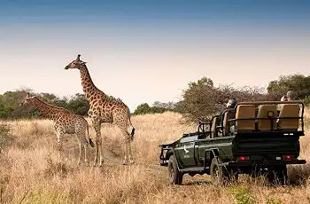 Giraffe sighting whilst on a game drive at Phinda Forest Lodge