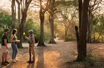 Your guide will show you all the wonders of the Phinda Game Reserve on a walking safari