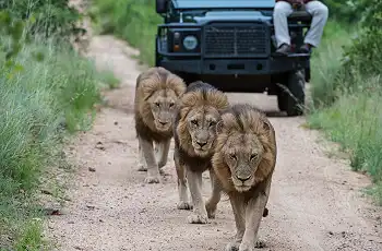 Lion sighting on safari, SabiSabi Bush Lodge