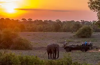 Elephant at sunset, SabiSabi Bush Lodge