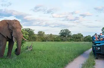 Up close elephant sighting at SabiSabi Bush Lodge
