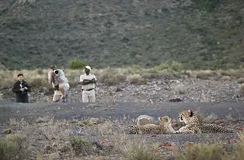 Cheetah sighting on foot, Samara Karoo Reserve