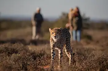 Cheetah sighting whilst on a walking safari, Samara Karoo Reserve