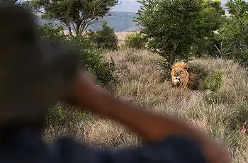 Lion sighting whilst on a walking safari, Samara Karoo Reserve
