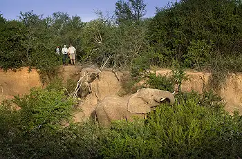Elephant sighting whilst on foot, Samara Karoo Reserve