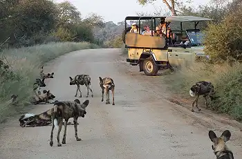 Wild dog sighting in the Kruger National Park
