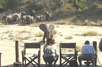 Elephants in the river bed in from of Rhino Post Safari Lodge