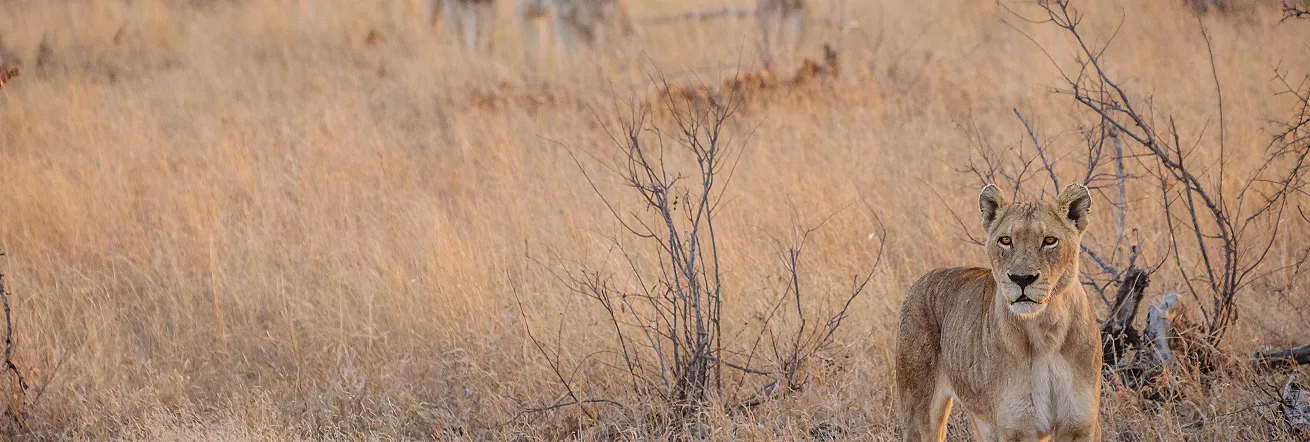 Lion sighting on safari in the Timbavati