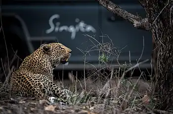 Leopard are among the big cats often seen at Singita