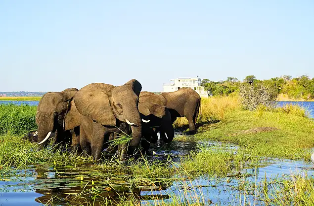 Elephants close to the Chobe Princess
