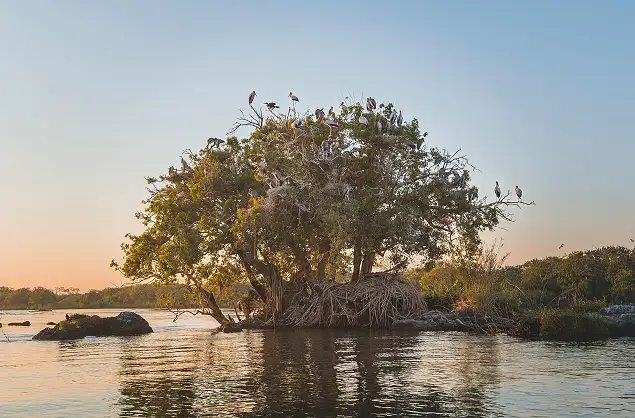 The birdlife along the Chobe River is wonderful