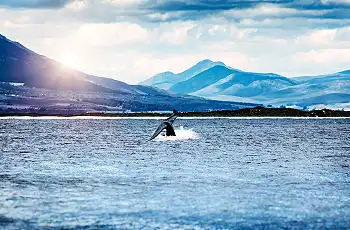 Rock based whale watching near Hermanus, Escape & Explore