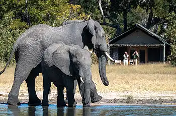 Elephants passing through camp at Little Makalolo, Hwange National Park, Zimbabwe