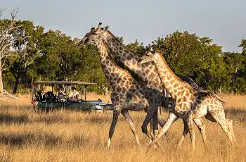 Game Drives in the Hwange National Park