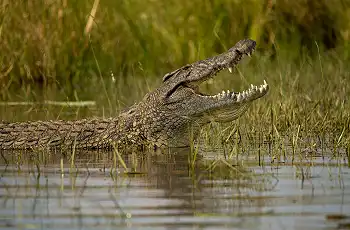 Crocodile sighting from the Zambezi Queen