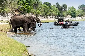 Elephants in the Chobe River