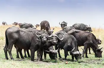 Buffalo along the banks of the Chobe River