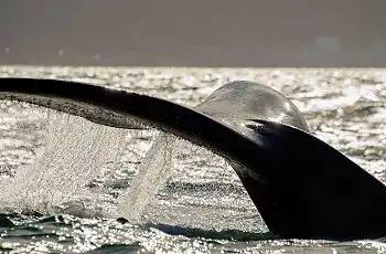 Southern wright whale, Escape & Explore