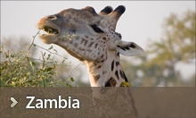 Zambia